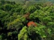 Rainforest