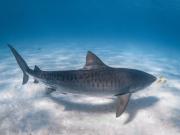 Tiger shark
