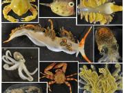 Selection of benthic creatures collected at Lynher Bank, NW Australia