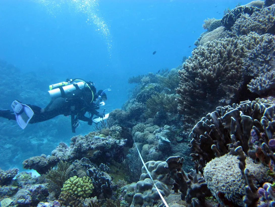 Diver at Cartier Reef