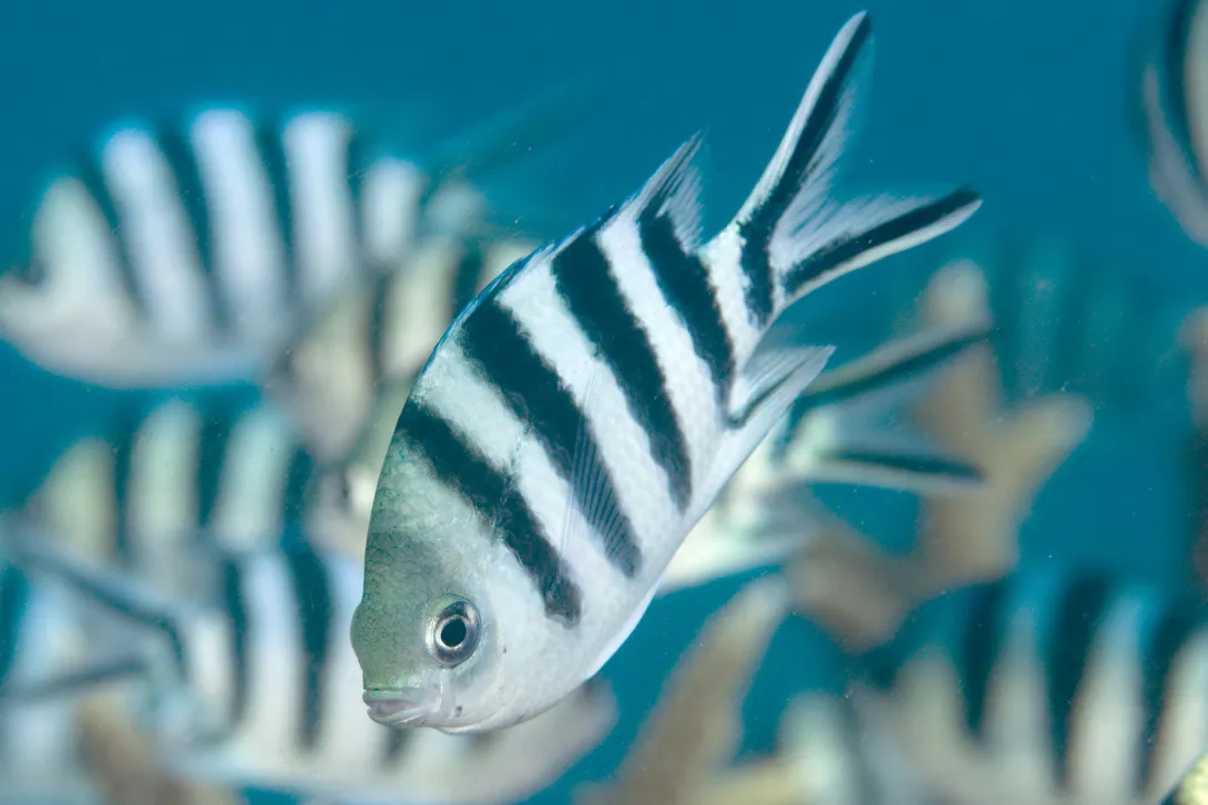 Damsel fish on Great Barrier Reef