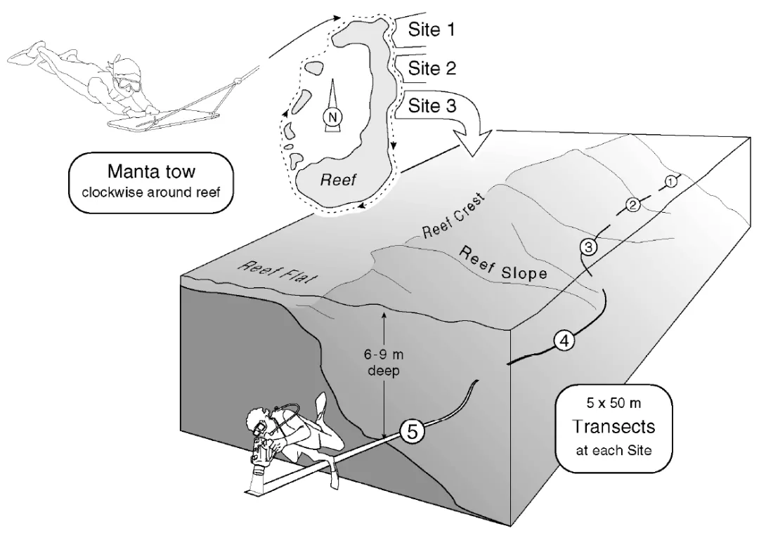 Schematic arrangement of reefs surveys
