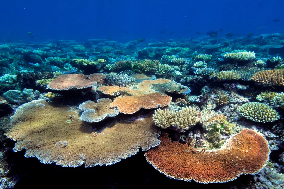 Coral reef with plate coral (Acropora hyacinthus)