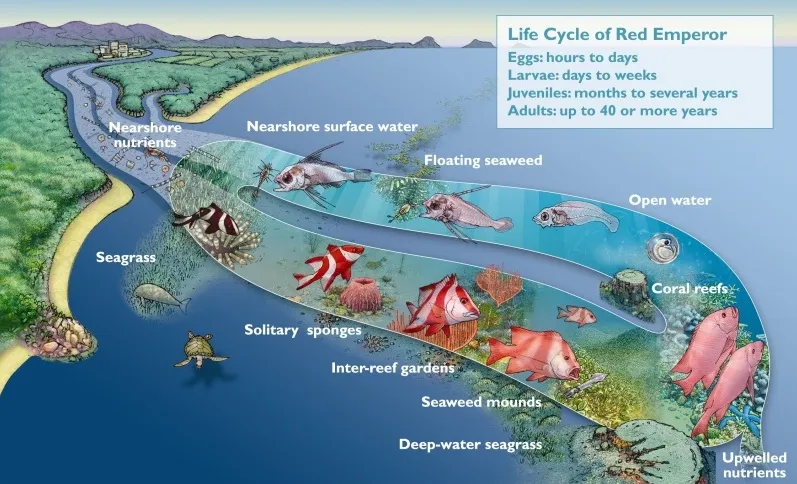 Red Emperor habitats throughout its life