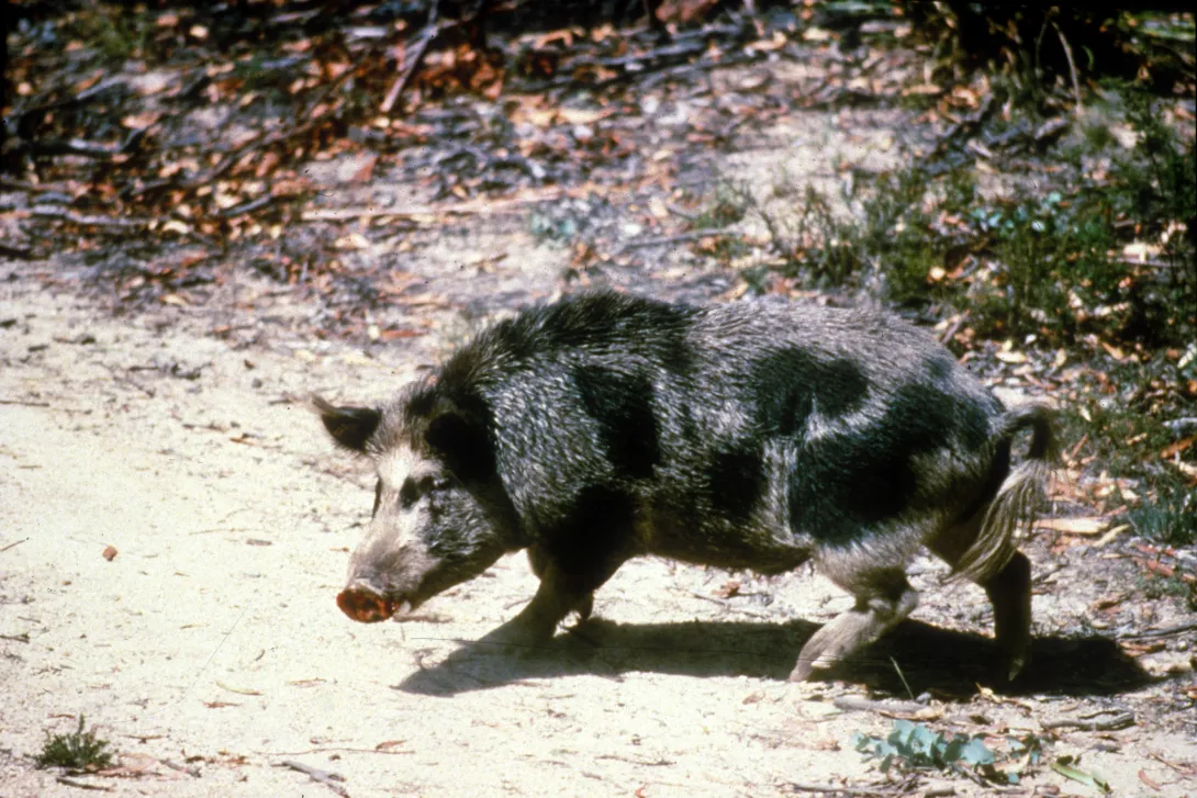 Feral Pig