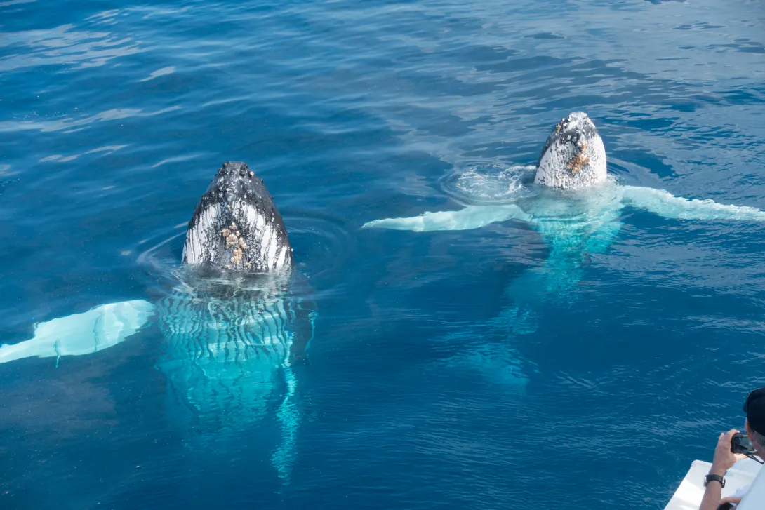 Pair of humpback whales