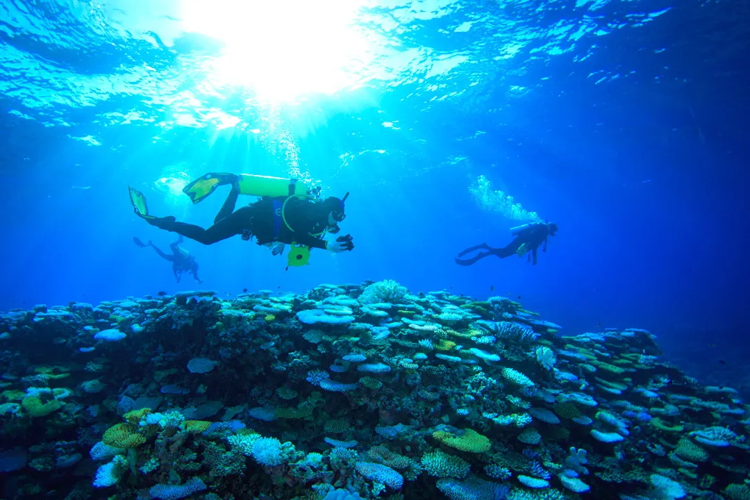 Scott reef coral bleaching