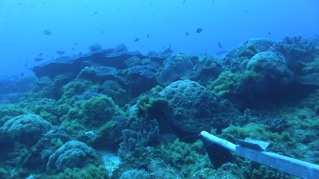 Elizabeth reef coral