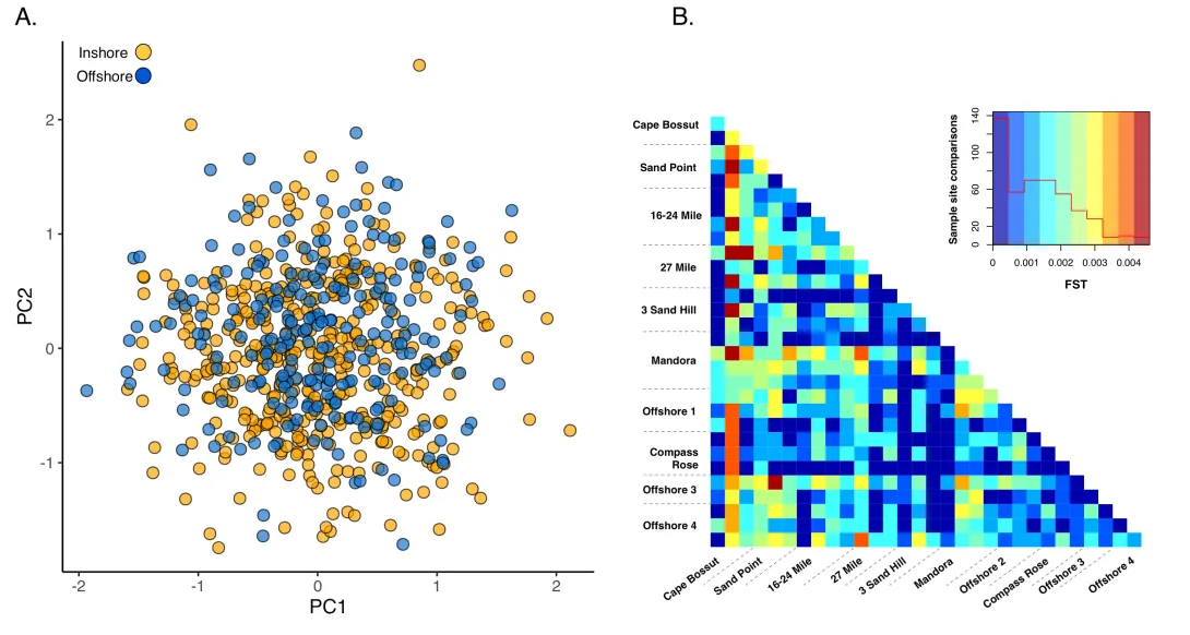 Patterns of genetic connectivity among inshore and offshore samples of the silverlip pearl oyster in the Eighty Mile Beach area