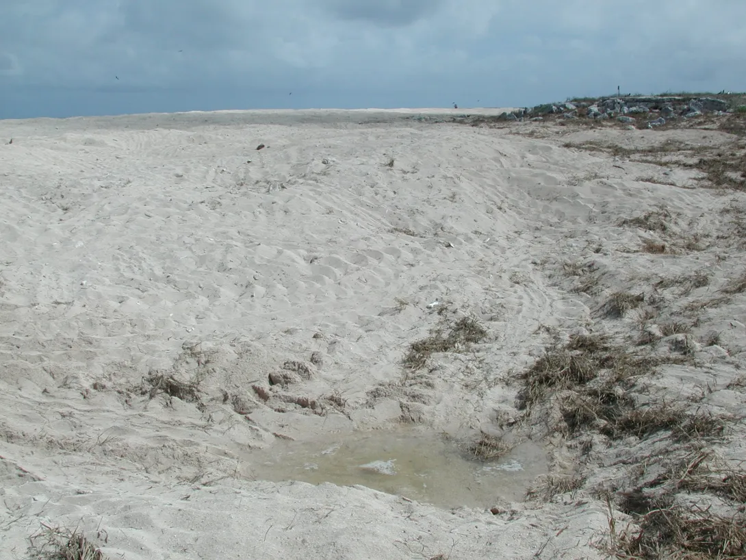 Rising ground water Raine Island