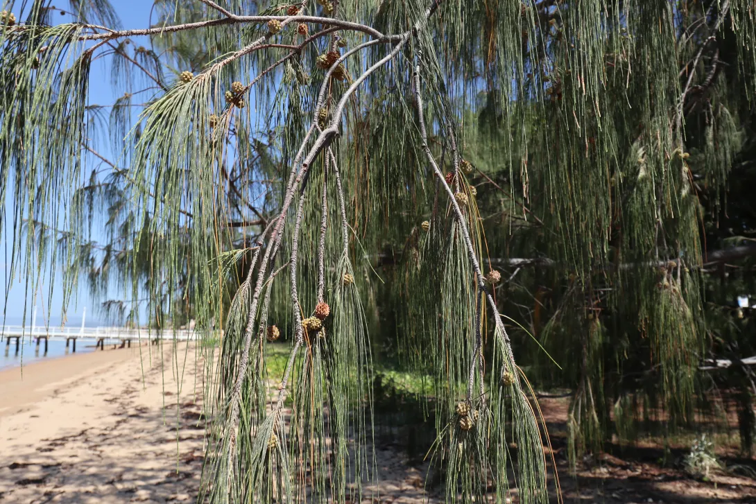 Casuarina equisetifolia