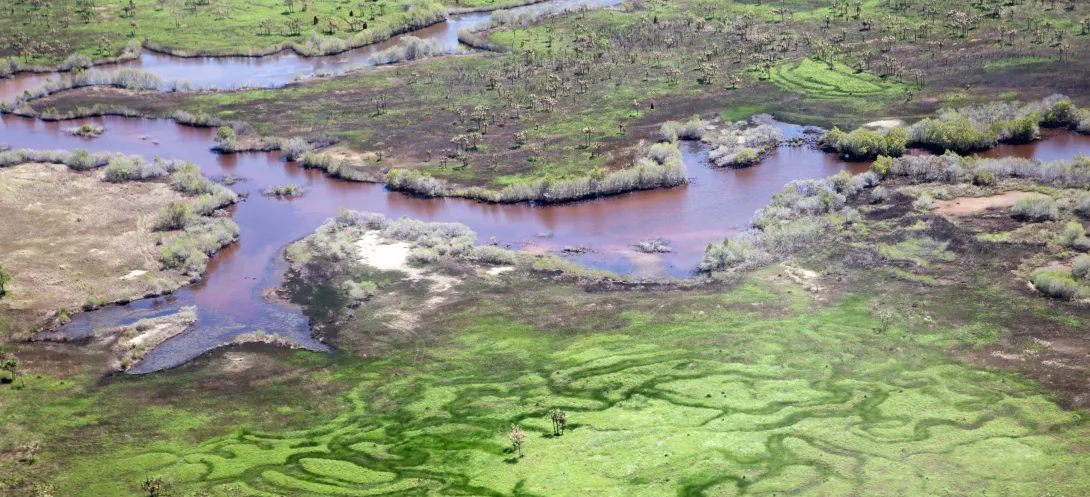 Wetlands of Saibai Island