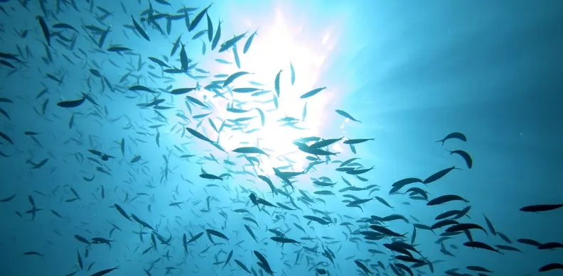 Schooling Fish in the Torres Strait