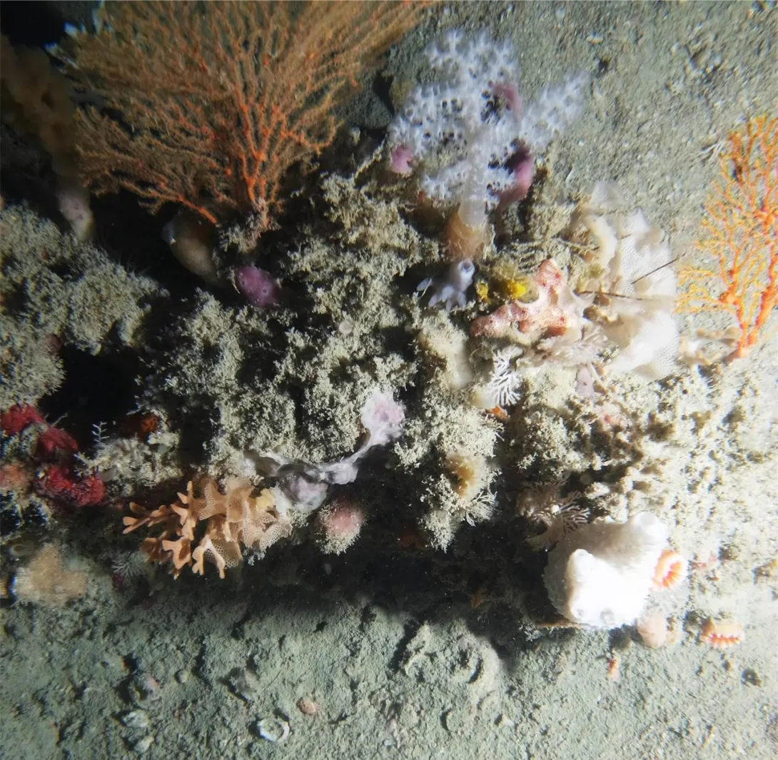 Kimberley Benthic Habitat