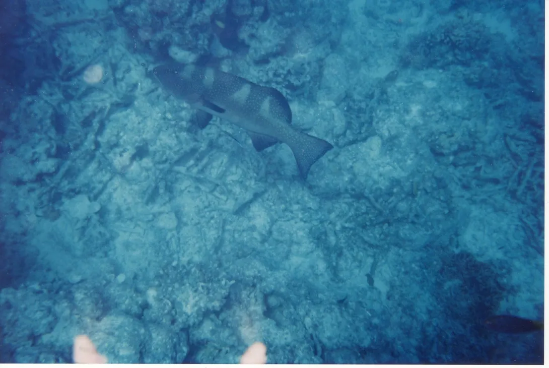 Plectropomus laevis