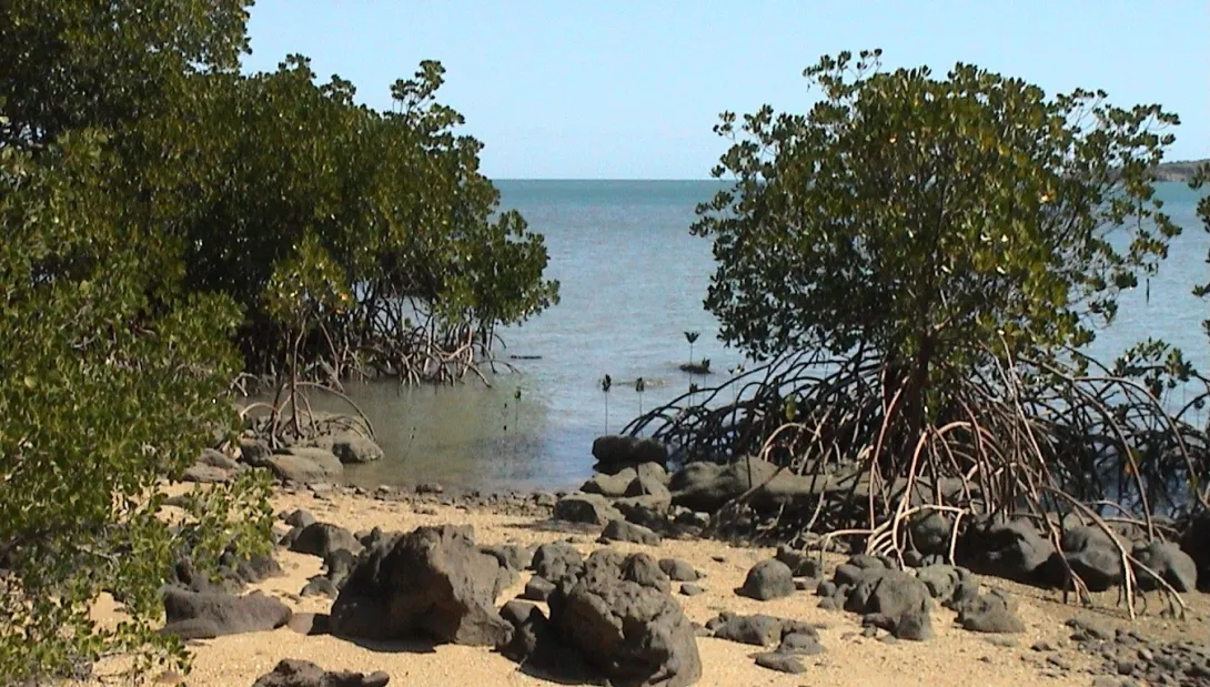 Rhizophora spp.  on Gould Island, central Great Barrier Reef.