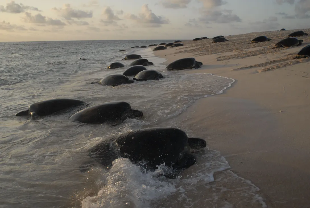 Green turtles nesting on Raine Island