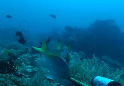Fish assemblage at Barracouta west