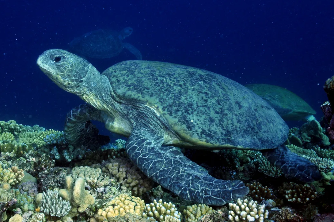 Green turtle underwater
