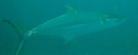 Broad-barred (grey) mackerel