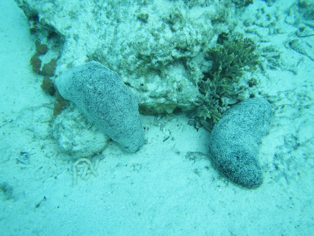 Holothuria whitmaei