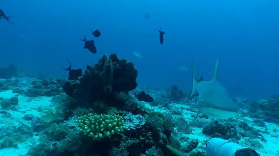 Fish assemblage at Barracouta east