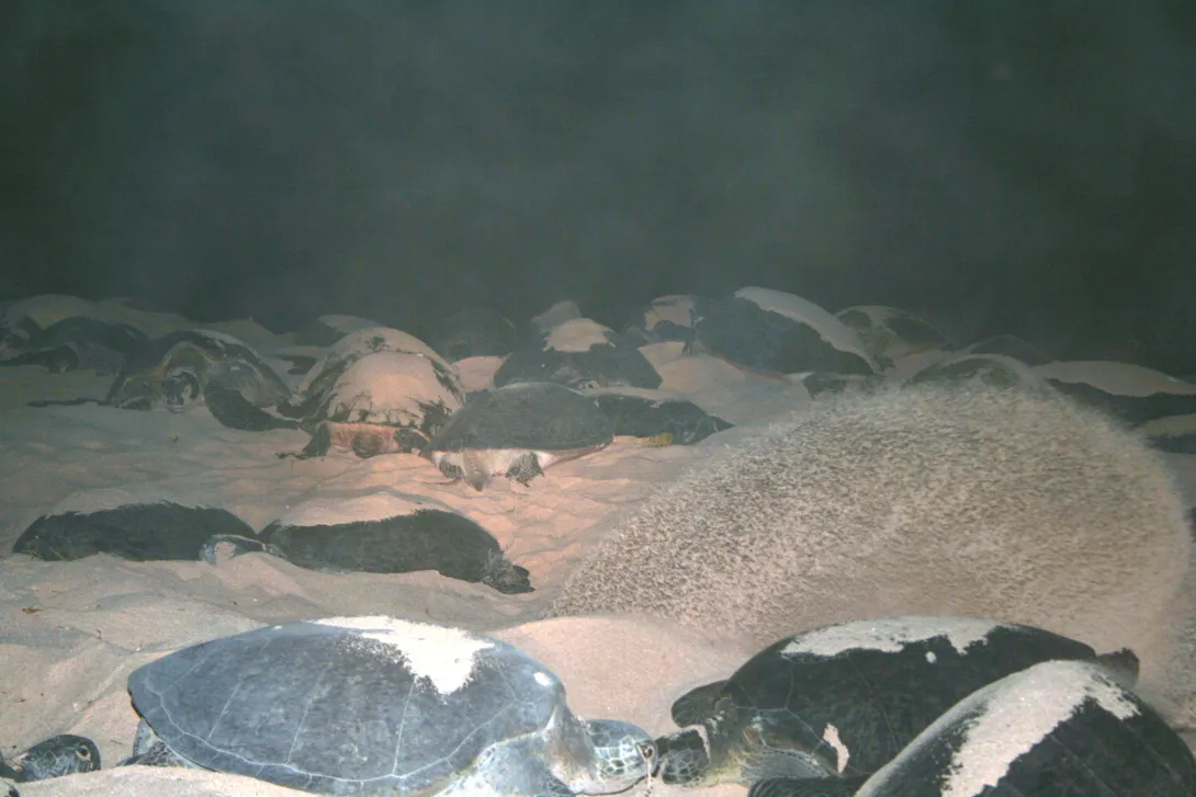 Green turtles Raine Island