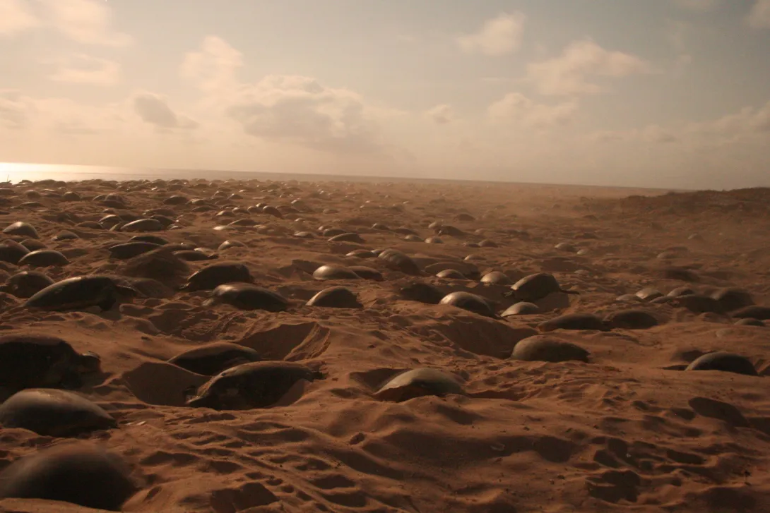 Green turtles Raine Island