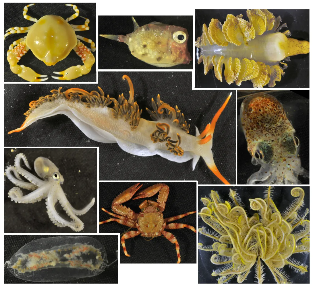 A sample of what flatback sea turtles might eat from the sea floor