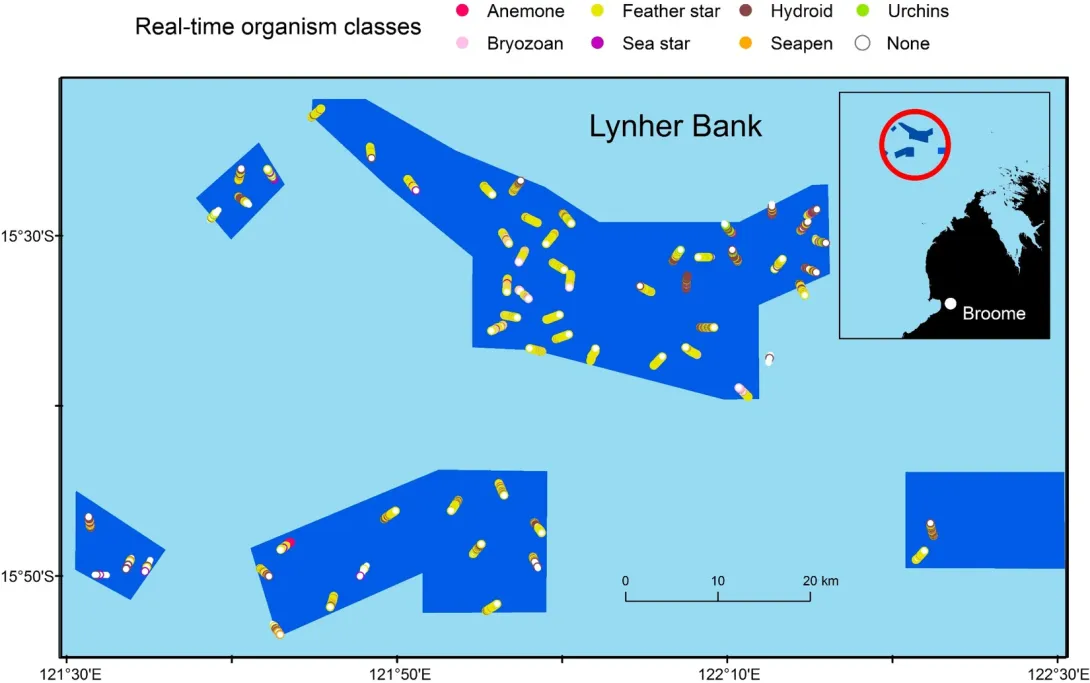 Distribution of organisms on the sea floor based on real time towed video